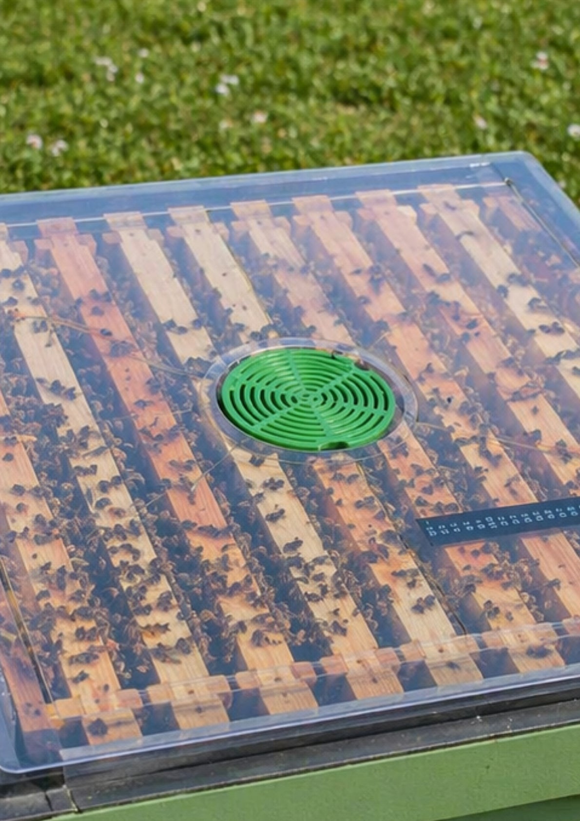Transparenter Innendeckel für Bienenstock