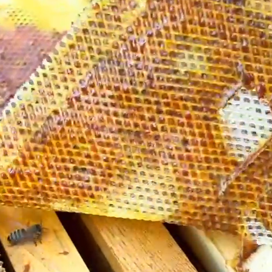 Flexibles Propolisgitter – 1,18 m Breite, Meterware