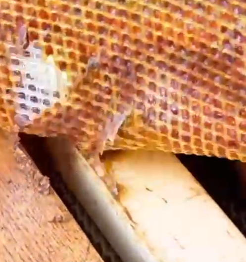 Flexibles Propolisgitter – 1,18 m Breite, Meterware