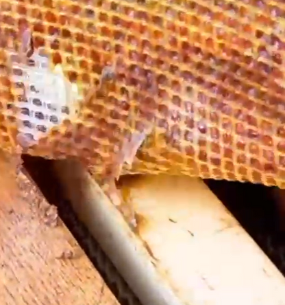 Flexibles Propolisgitter – 1,18 m Breite, Meterware