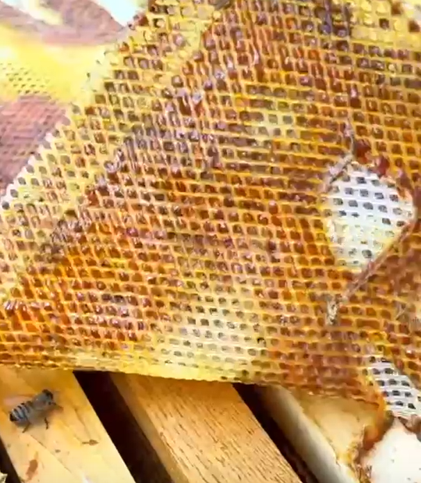 Flexibles Propolisgitter – 1,18 m Breite, Meterware